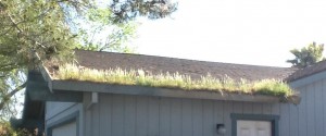 gutters-need-cleaning1-300x125