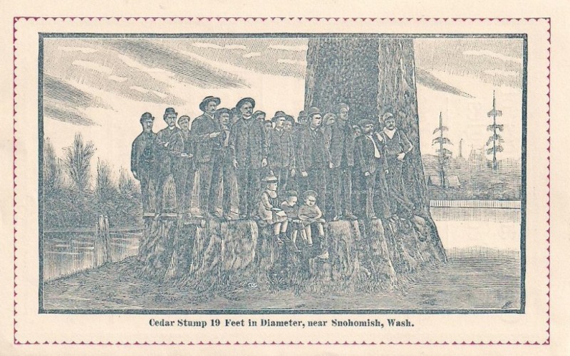 Stump of an old growth tree that was used for shingles