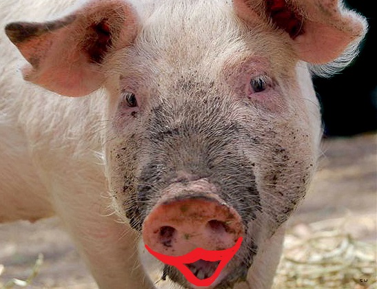 Pig with Lip Stick