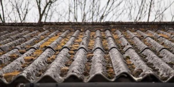 Guardian Moss on Roof