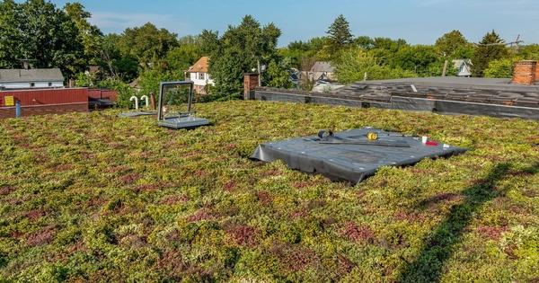 waterloo green roof