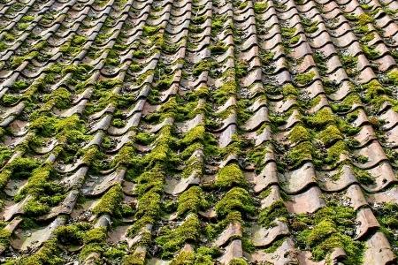 moss and algae on roof