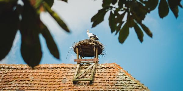 Quarrix Protect your Roof from Pests