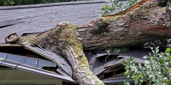 Gunner Roofing Tree Management 101