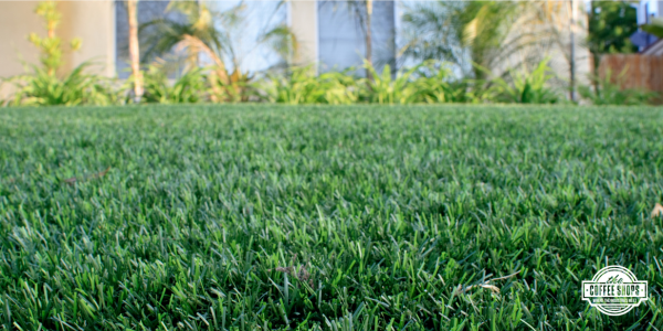Turf talk: Choose the right grass for every project
