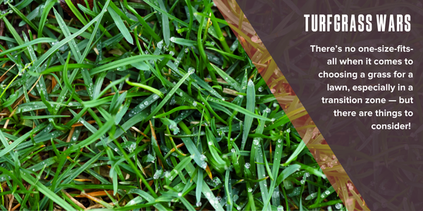 Turfgrass wars