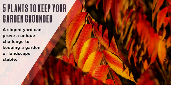 5 plants to keep your garden grounded