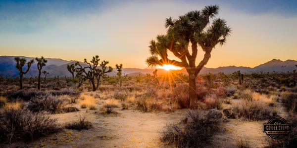 Roof longevity in the desert sun